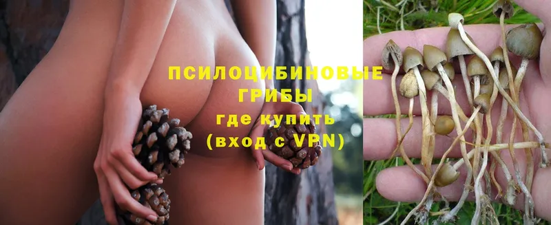 shop официальный сайт  Хилок  Галлюциногенные грибы Psilocybine cubensis  OMG как войти 